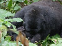 Gorilla Trekking