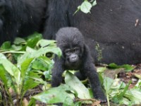 Gorilla Trekking