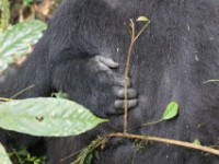 Gorilla Trekking
