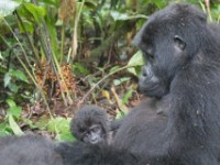 Gorilla Trekking