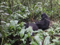 Gorilla Trekking