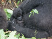 Gorilla Trekking