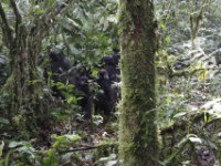 Gorilla Trekking