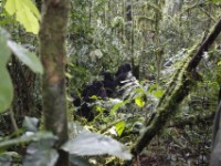Gorilla Trekking