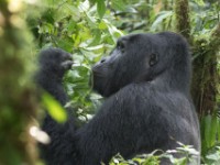 Gorilla Trekking