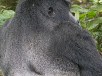 Gorilla Trekking