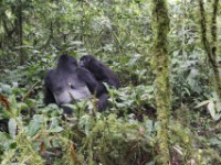 Gorilla Trekking