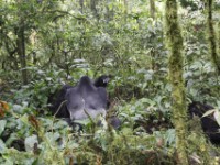 Gorilla Trekking