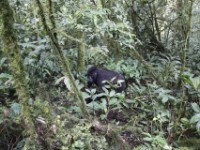 Gorilla Trekking