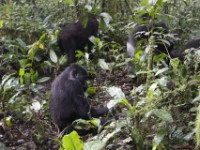 Gorilla Trekking