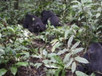 Gorilla Trekking