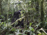 Gorilla Trekking