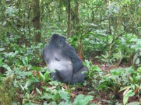 Gorilla Trekking