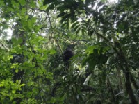 Gorilla Trekking