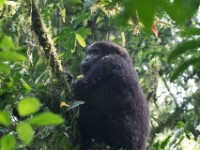 Gorilla Trekking