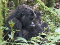 Gorilla Trekking