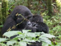 Gorilla Trekking