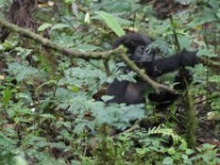 Gorilla Trekking