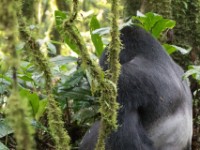 Gorilla Trekking