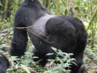 Gorilla Trekking