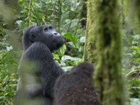 Gorilla Trekking