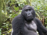 05. Gorilla Trekking