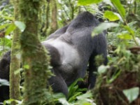 Gorilla Trekking