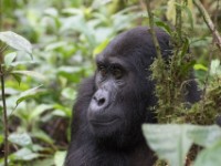 Gorilla Trekking