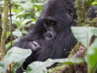 Gorilla Trekking