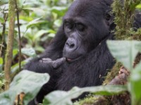 Gorilla Trekking