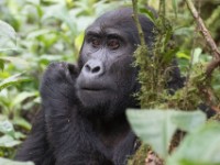 Gorilla Trekking