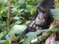 Gorilla Trekking