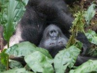 Gorilla Trekking