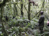 Gorilla Trekking