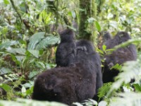 Gorilla Trekking