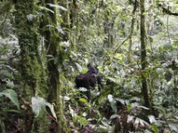 Gorilla Trekking