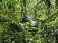 Gorilla Trekking