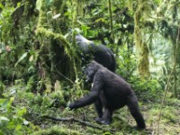 Gorilla Trekking