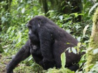 Gorilla Trekking