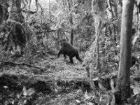Gorilla Trekking
