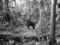 Gorilla Trekking