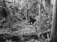 Gorilla Trekking