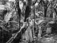Gorilla Trekking