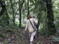 Gorilla Trekking