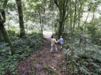 Gorilla Trekking