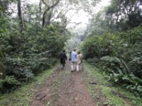 Gorilla Trekking