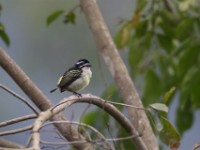 Yellow-rumped Tinkerbird (Pogoniulus bilineatus)