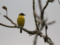 Baglafecht Weaver (Ploceus baglafecht)