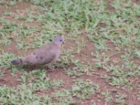 Blue-spotted Wood Dove (Turtur afer)