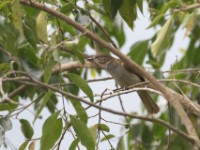 Slender-billed Greenbul (Stelgidillas gracilirostris)
